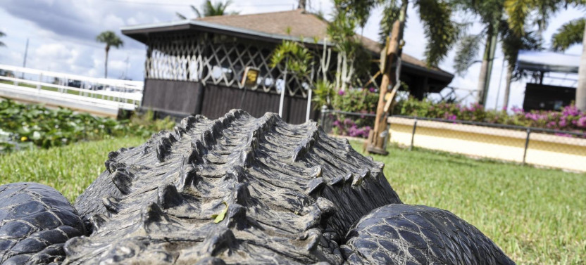 Everglades Airboat Adventure Tour with Transportation