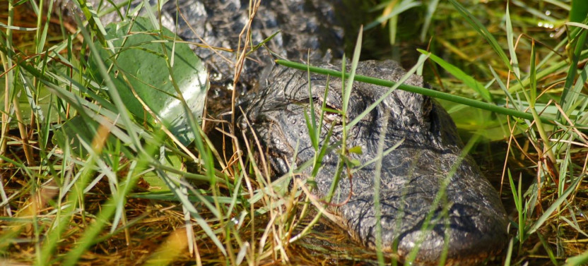 Everglades Airboat Adventure Tour with Transportation