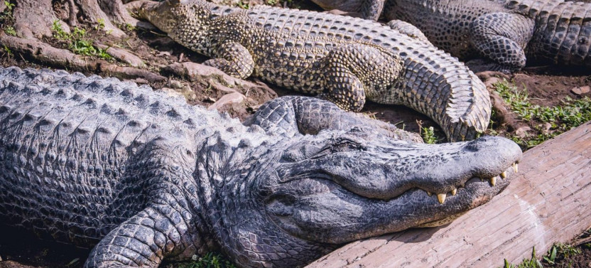 Everglades Airboat Adventure with Transportation & Biscayne Boat
