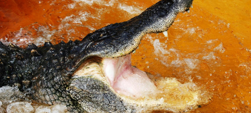Everglades Admission Ticket - Sawgrass Recreation Park