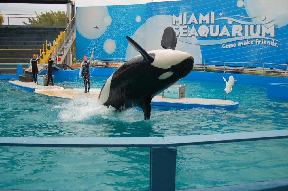 Miami Seaquarium - Attraction Ticket