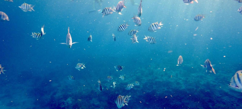 Key West Day Trip & Snorkeling Adventure From Fort Lauderdale