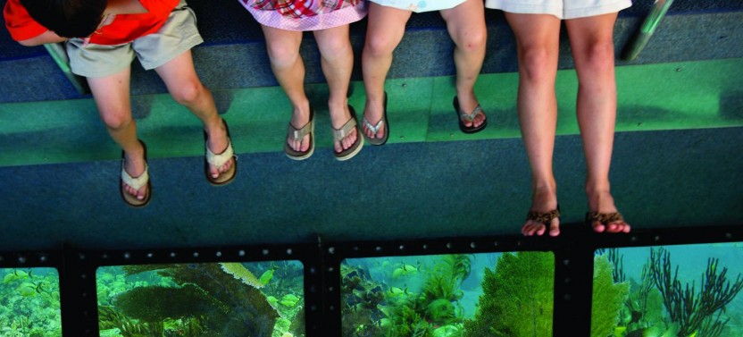 Glass Bottom Boat in Key West
