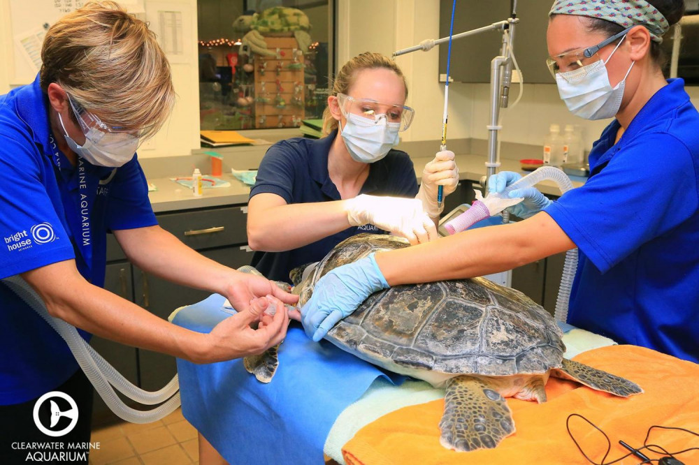 Clearwater Marine Aquarium General Admission Tickets Orlando