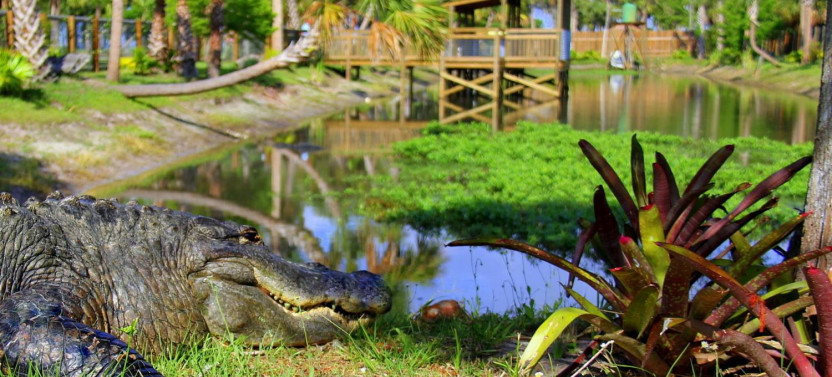 Ultimate Wild Florida Adventure Package