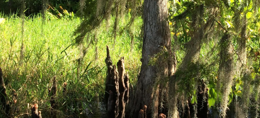 Ultimate Wild Florida Adventure Package