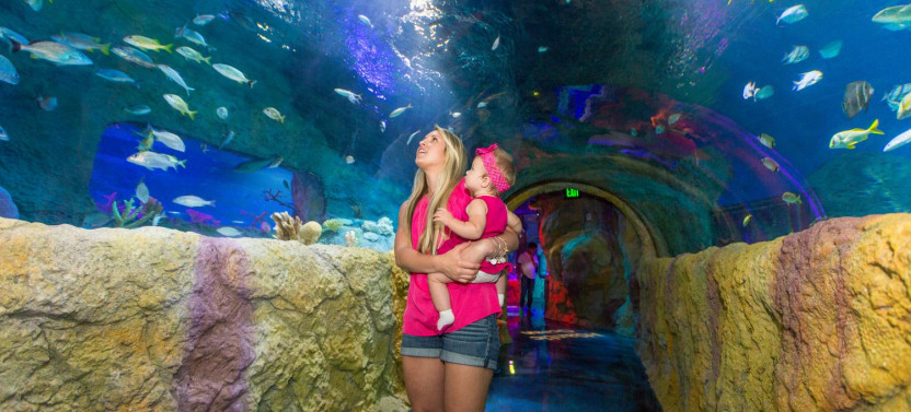 Madame Tussauds & Sealife Orlando Combo Ticket