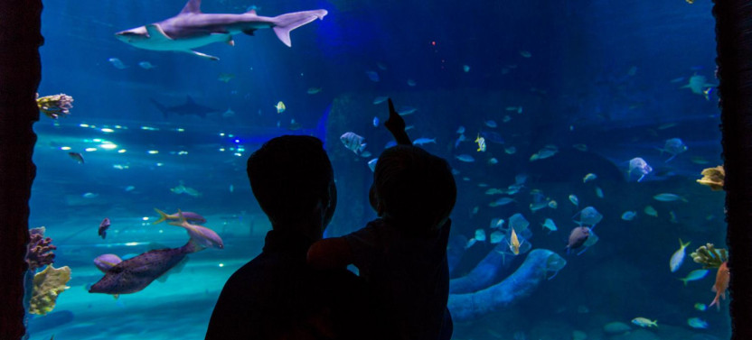 Madame Tussauds & Sealife Orlando Combo Ticket