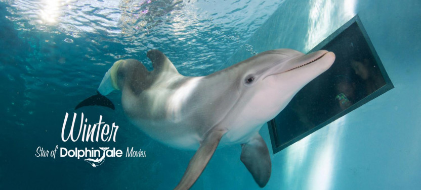 Clearwater Beach Day Tour with Clearwater Marine Aquarium