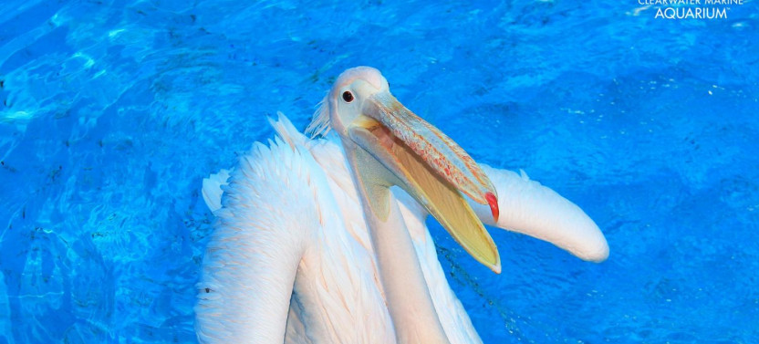 Clearwater Beach Day Tour with Clearwater Marine Aquarium