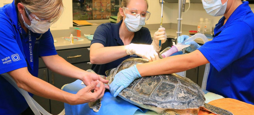 Clearwater Beach Day Tour with Clearwater Marine Aquarium