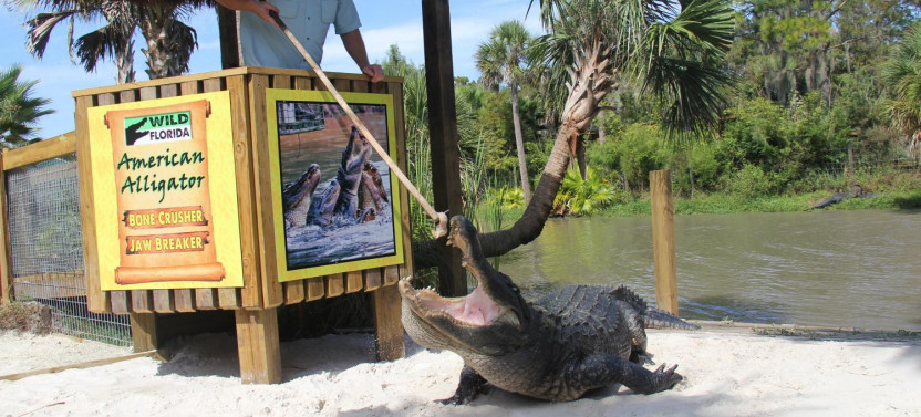 Wild Florida Adventure Package
