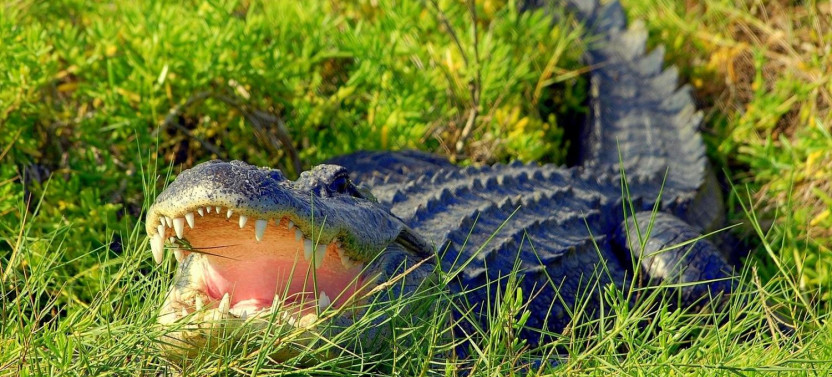 Wild Florida Wildlife Park Admission