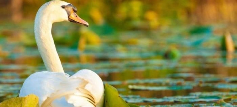 Danube Delta Tour from Bucharest
