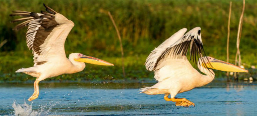Danube Delta Tour from Bucharest