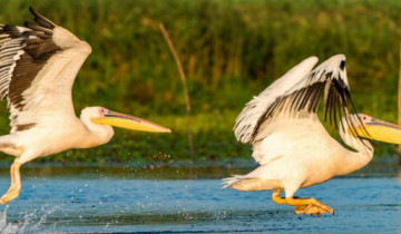 A picture of Danube Delta Tour from Bucharest