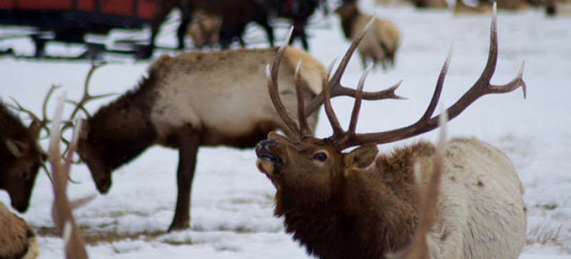 Grand Teton: Private Winter Wildlife, Art & Sleigh Tour