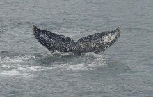 Whales Watching Tour From Punta Arenas