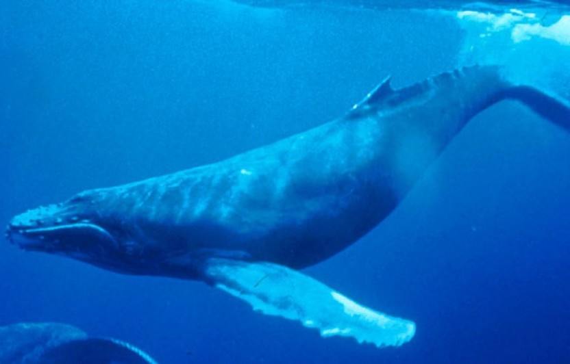 Whale Watching