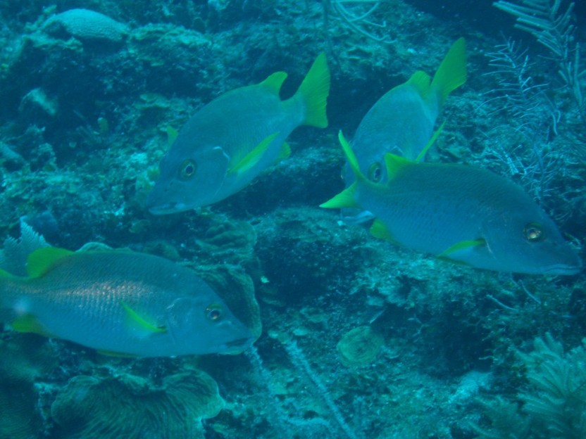 Scuba Diver Course