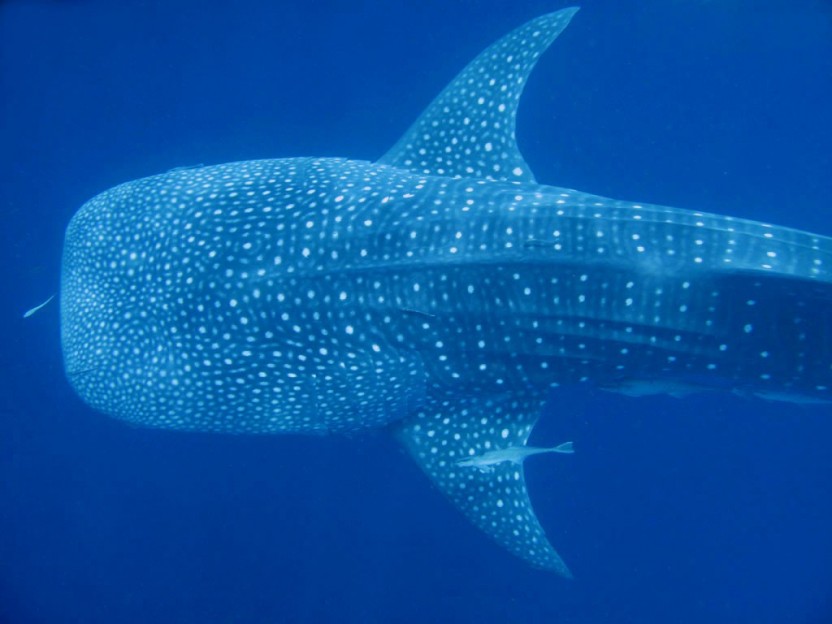 Whale Shark 2-Tank Dive