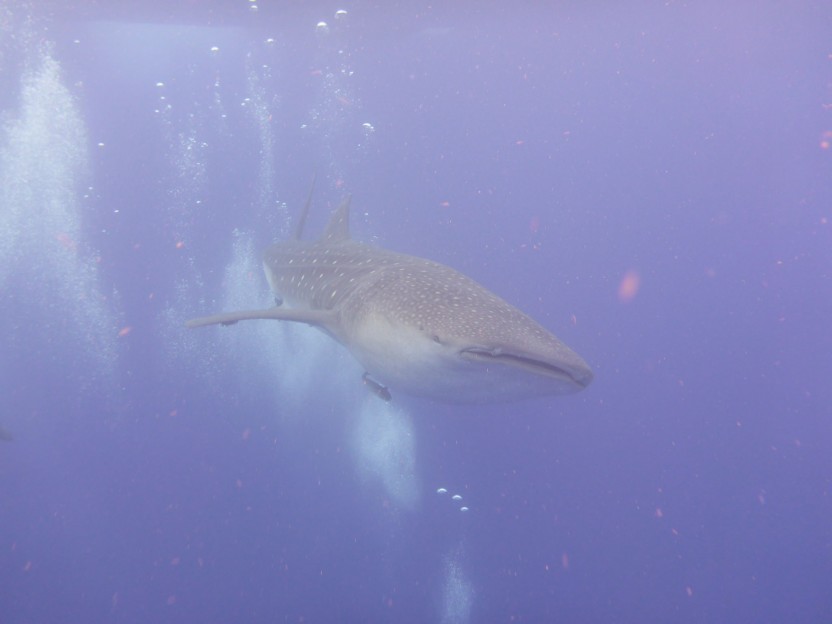 Whale Shark Snorkelers