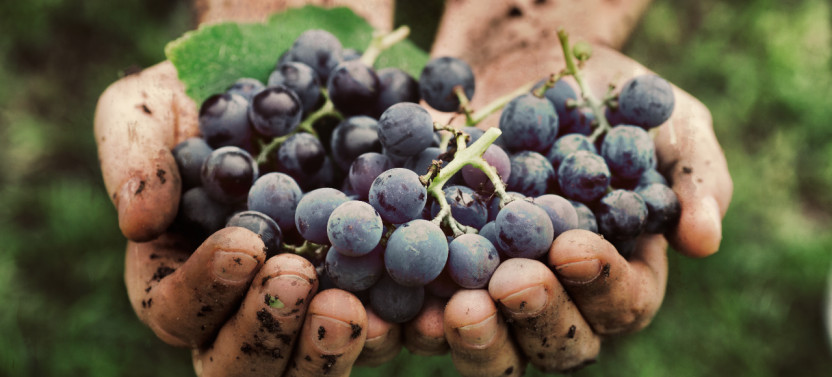 30 Day Pass: 4 Included Wine Tastings from Women Winemakers