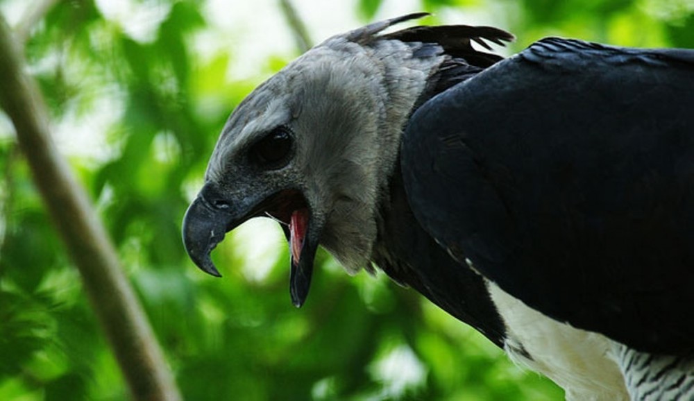 Realm of the Harpy Eagle - Panama City | Project Expedition