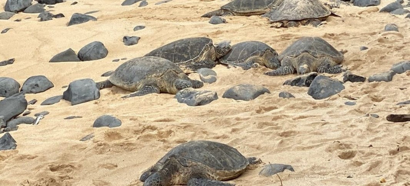 Private Luxury Epic Road to Hana Adventure