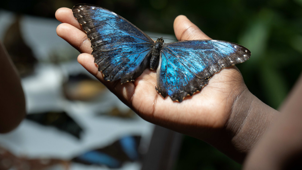 1-Day Pass: Houston Museum Of Natural Science with Butterfly Center & More