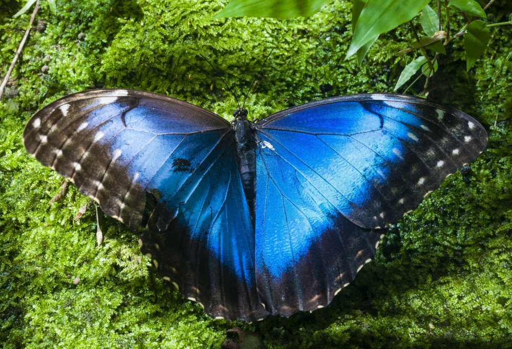 Roatan Butterfly Gardens West End Village Sights & Attractions