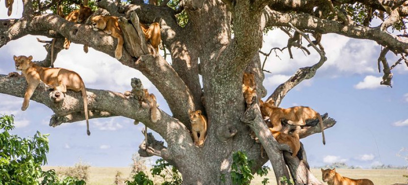6-Days Tanzania Safari Adventures with Serengeti, Tarangire & Ngorongoro