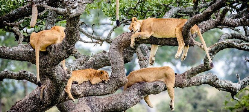 6-Days Tanzania Safari Adventures with Serengeti, Tarangire & Ngorongoro