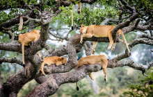 6-Days Tanzania Northern Circuit Lodge Safari