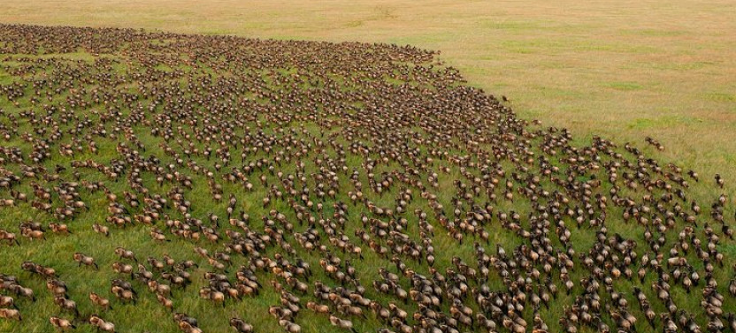6-Days Tanzania Safari Adventures with Serengeti, Tarangire & Ngorongoro