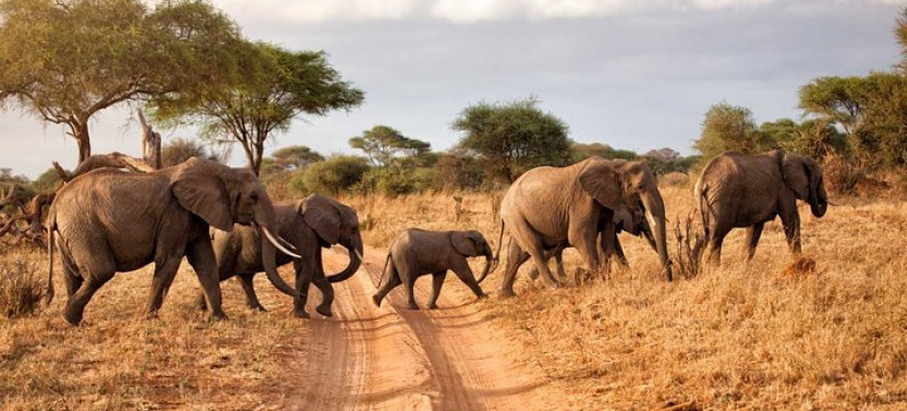 6-Days Tanzania Safari Adventures with Serengeti, Tarangire & Ngorongoro
