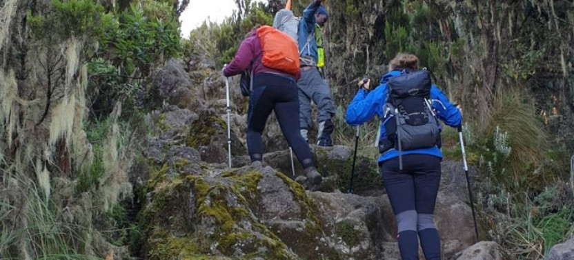 Private 7-Day Kilimanjaro Trek Via Lemosho Route from Moshi