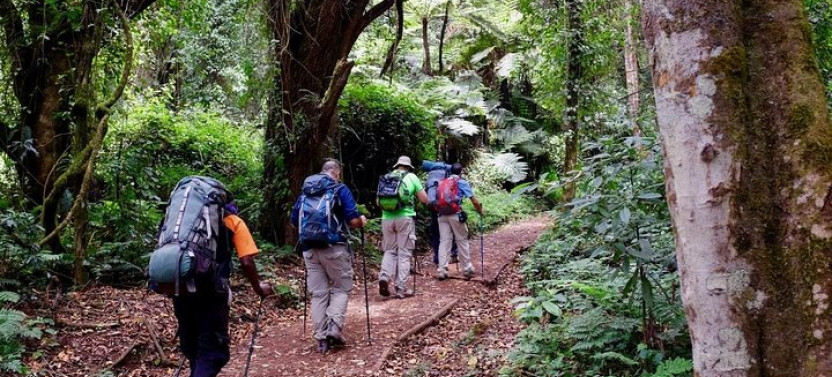 Private 7-Day Kilimanjaro Trek Via Lemosho Route from Moshi