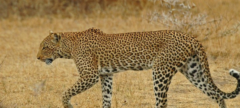 4-Day Selous Game Reserve & Mikumi National Park