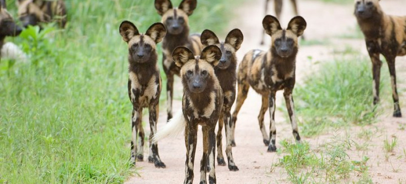 Ruaha National Park, Selous Game Reserve, Mikumi Park