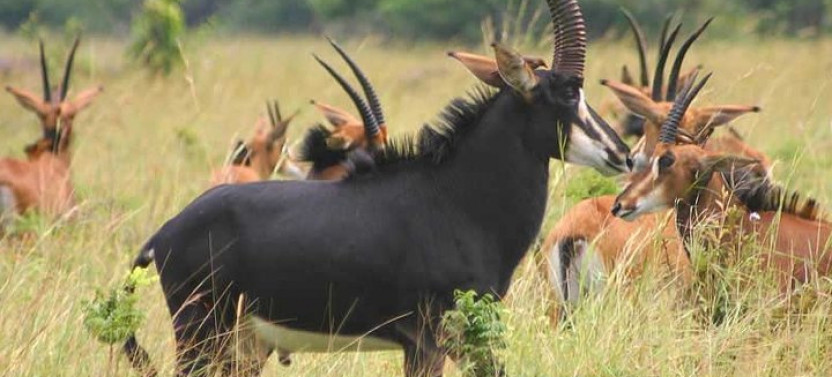 Ruaha National Park, Selous Game Reserve, Mikumi Park