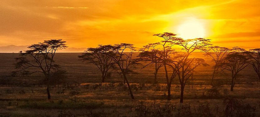Ruaha National Park, Selous Game Reserve, Mikumi Park
