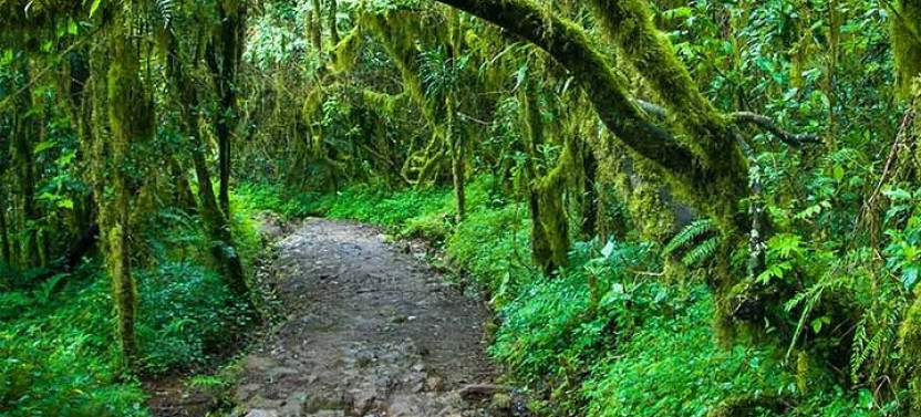 Mt. Kilimanjaro Treks (Marangu Route, Machame & Shira Plateau)