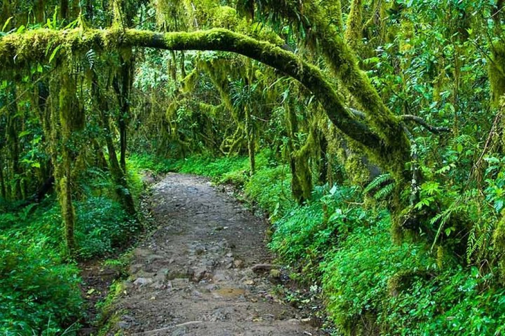 Mt. Kilimanjaro Treks (Marangu Route, Machame & Shira Plateau)