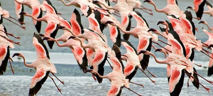 Camping Safari: Serengeti, Ngorongoro, Lake Manyara & Tarangire