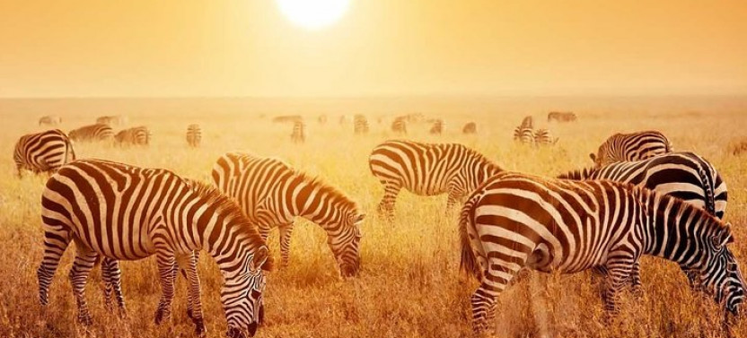 8-Day Tanzania Family Holiday Lodge Safari