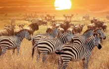 8-Day Tanzania Family Holiday Lodge Safari