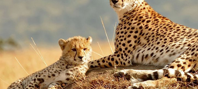 Bush to Beach Safari :Serengeti, Tarangire, Ngorongoro & Zanzibar
