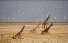 Bush to Beach Safari :Serengeti, Tarangire, Ngorongoro & Zanzibar