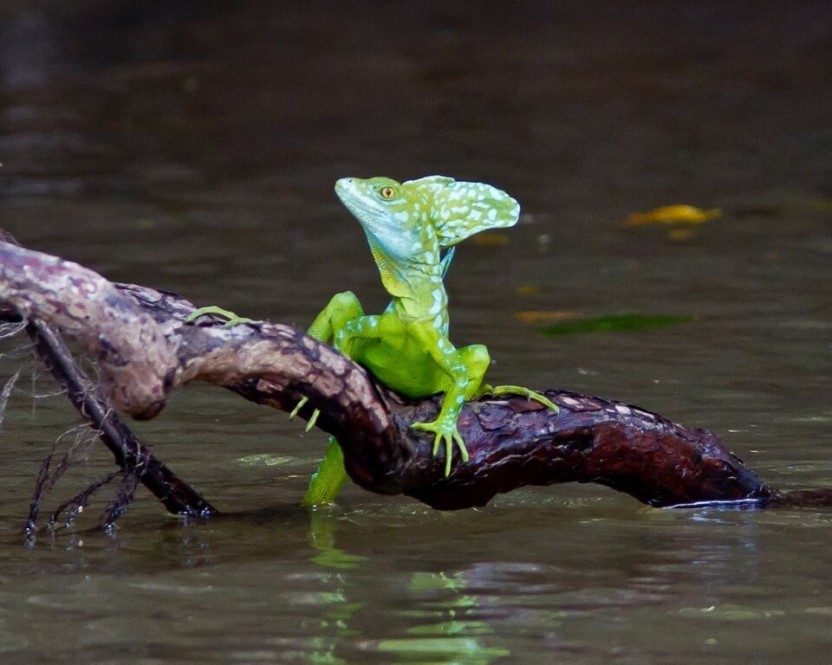 Wildlife Caño Negro Boat Trip